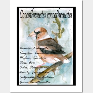 Hawfinch Posters and Art